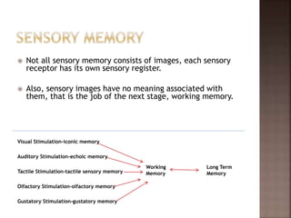 Visual Stimulation-iconic memory
Auditory Stimulation-echoic memory
Tactile Stimulation-tactile sensory memory
Olfactory Stimulation-olfactory memory
Gustatory Stimulation-gustatory memory
 Not all sensory memory consists of images, each sensory
receptor has its own sensory register.
 Also, sensory images have no meaning associated with
them, that is the job of the next stage, working memory.
Working
Memory
Long Term
Memory
 