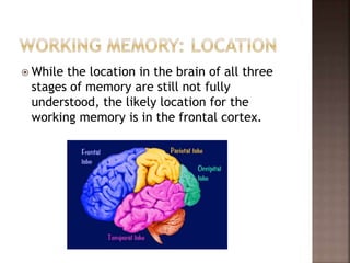  While the location in the brain of all three
stages of memory are still not fully
understood, the likely location for the
working memory is in the frontal cortex.
 