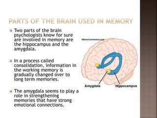  Two parts of the brain
psychologists know for sure
are involved in memory are
the hippocampus and the
amygdala.
 In a process called
consolidation, information in
the working memory is
gradually changed over to
long term memories.
 The amygdala seems to play a
role in strengthening
memories that have strong
emotional connections.
 