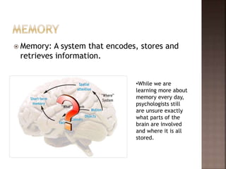Memory - cognition 