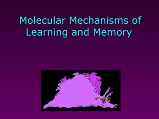 Molecular Mechanisms of Learning and Memory   