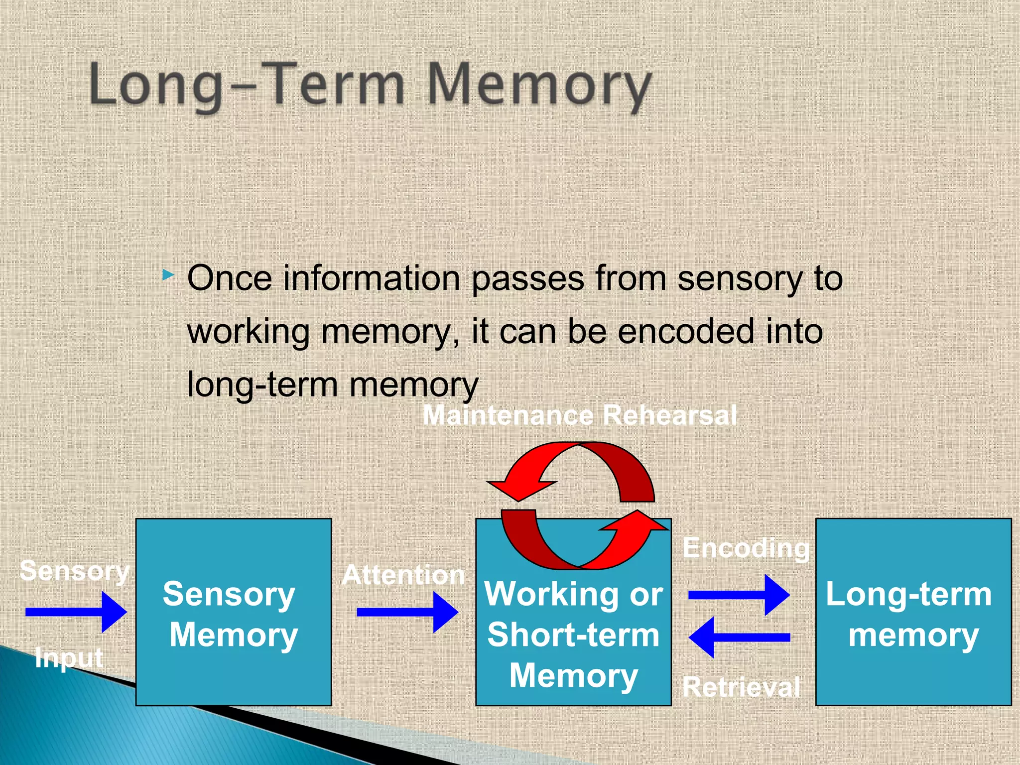  Once information passes from sensory to
working memory, it can be encoded into
long-term memory
Long-term
memory
Working or
Short-term
Memory
Sensory
Input
Sensory
Memory
Attention
Encoding
Retrieval
Maintenance Rehearsal
 
