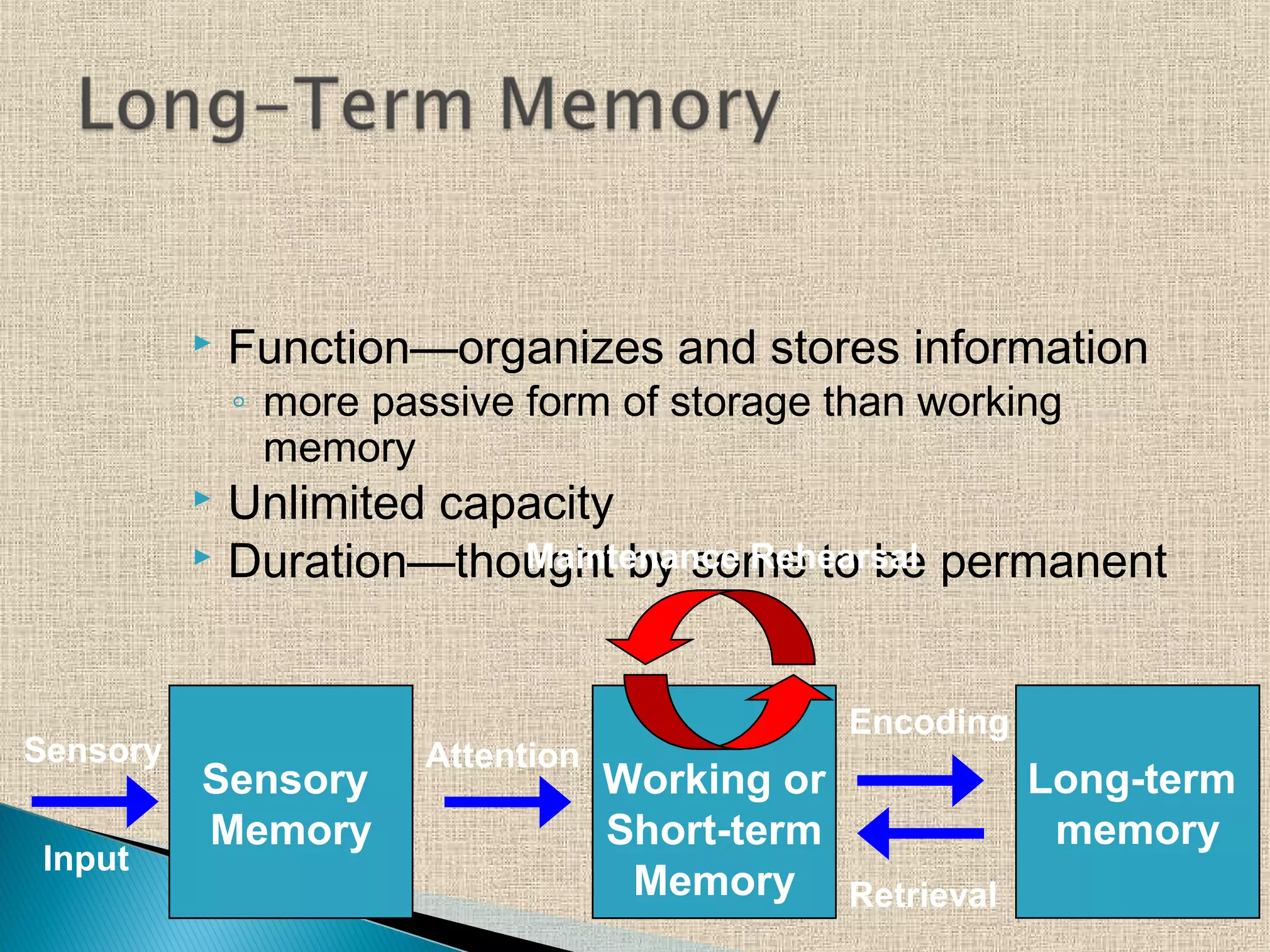  Function—organizes and stores information
◦ more passive form of storage than working
memory
 Unlimited capacity
 Duration—thought by some to be permanent
Long-term
memory
Working or
Short-term
Memory
Sensory
Input
Sensory
Memory
Attention
Encoding
Retrieval
Maintenance Rehearsal
 
