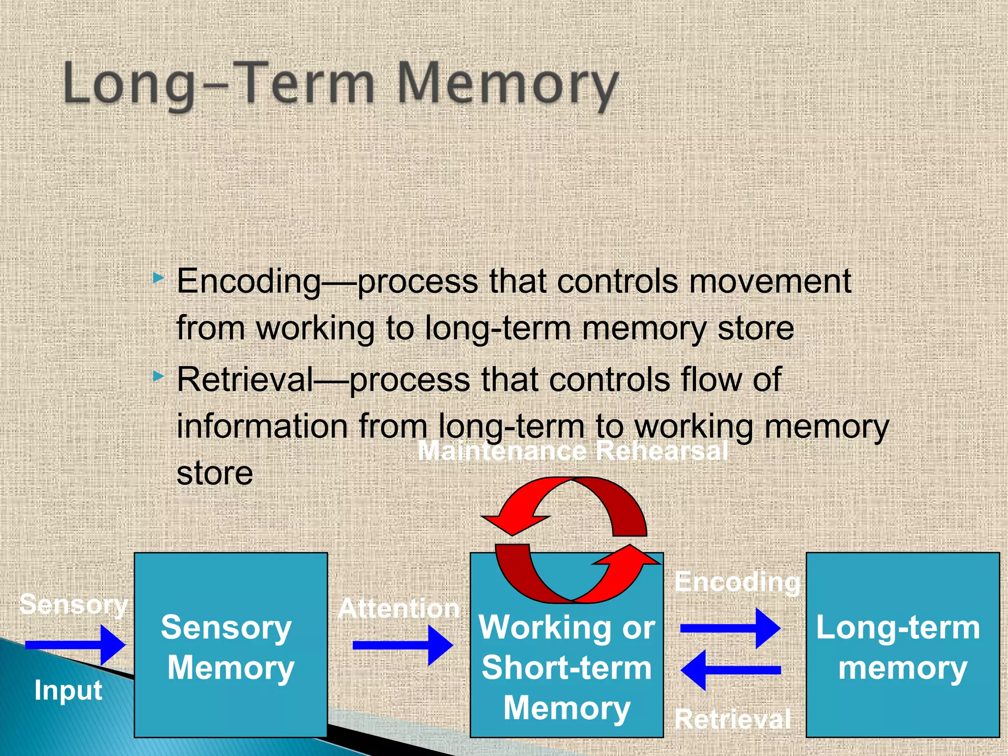  Encoding—process that controls movement
from working to long-term memory store
 Retrieval—process that controls flow of
information from long-term to working memory
store
Long-term
memory
Working or
Short-term
Memory
Sensory
Input
Sensory
Memory
Attention
Encoding
Retrieval
Maintenance Rehearsal
 