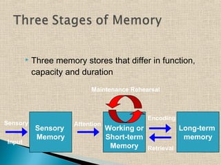 Memory and forgetting | PPT