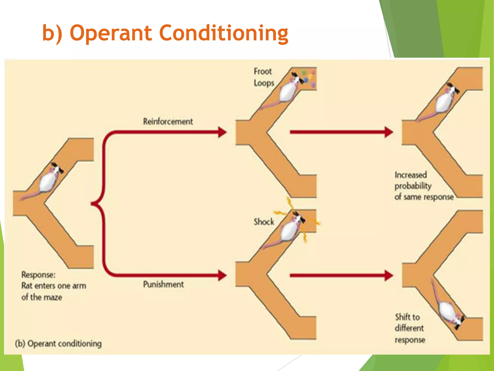 b) Operant Conditioning
 