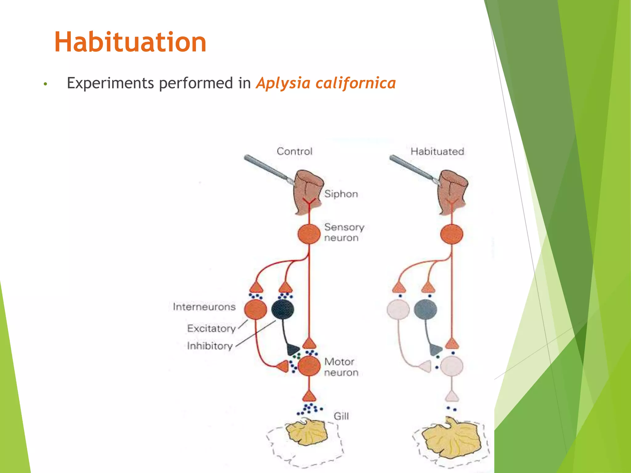 Habituation
• Experiments performed in Aplysia californica
 