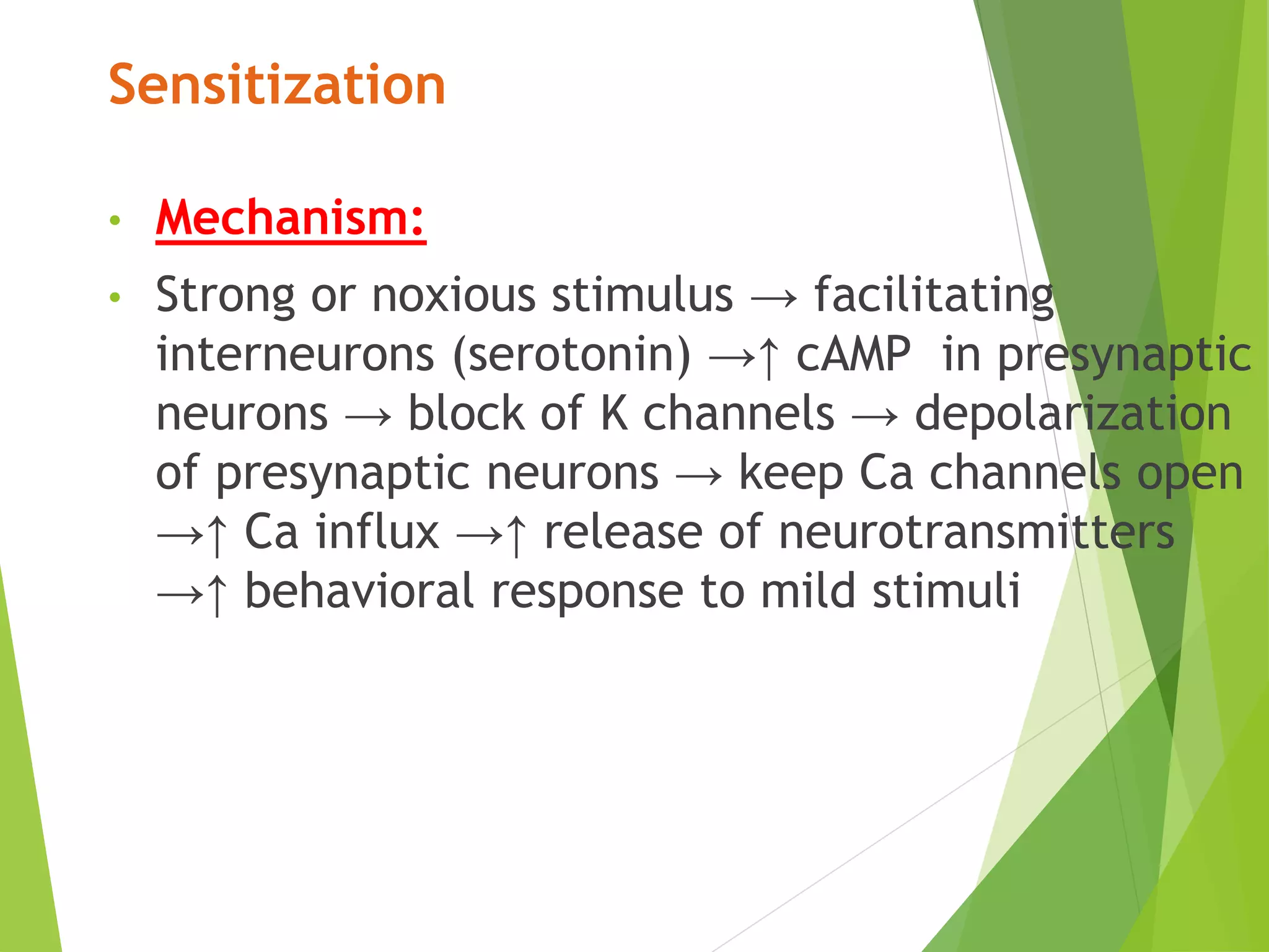 Sensitization
• Mechanism:
• Strong or noxious stimulus → facilitating
interneurons (serotonin) →↑ cAMP in presynaptic
neurons → block of K channels → depolarization
of presynaptic neurons → keep Ca channels open
→↑ Ca influx →↑ release of neurotransmitters
→↑ behavioral response to mild stimuli
 
