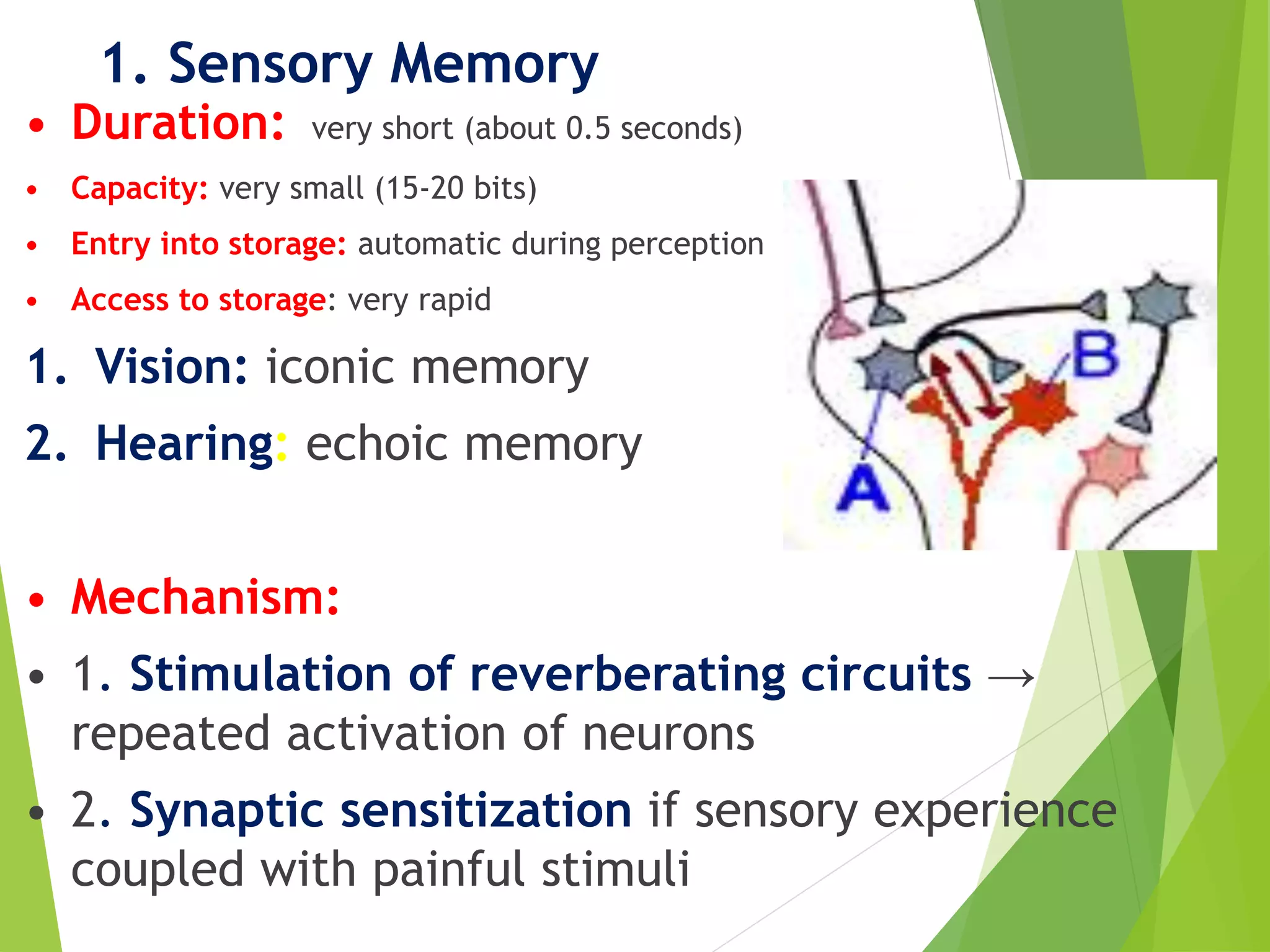 1. Sensory Memory
• Duration: very short (about 0.5 seconds)
• Capacity: very small (15-20 bits)
• Entry into storage: automatic during perception
• Access to storage: very rapid
1. Vision: iconic memory
2. Hearing: echoic memory
• Mechanism:
• 1. Stimulation of reverberating circuits →
repeated activation of neurons
• 2. Synaptic sensitization if sensory experience
coupled with painful stimuli
 
