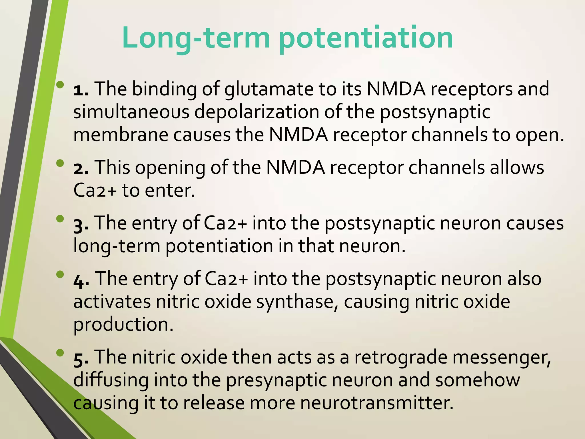 Long-term potentiation
• 1. The binding of glutamate to its NMDA receptors and
simultaneous depolarization of the postsynaptic
membrane causes the NMDA receptor channels to open.
• 2. This opening of the NMDA receptor channels allows
Ca2+ to enter.
• 3. The entry of Ca2+ into the postsynaptic neuron causes
long-term potentiation in that neuron.
• 4. The entry of Ca2+ into the postsynaptic neuron also
activates nitric oxide synthase, causing nitric oxide
production.
• 5. The nitric oxide then acts as a retrograde messenger,
diffusing into the presynaptic neuron and somehow
causing it to release more neurotransmitter.
 