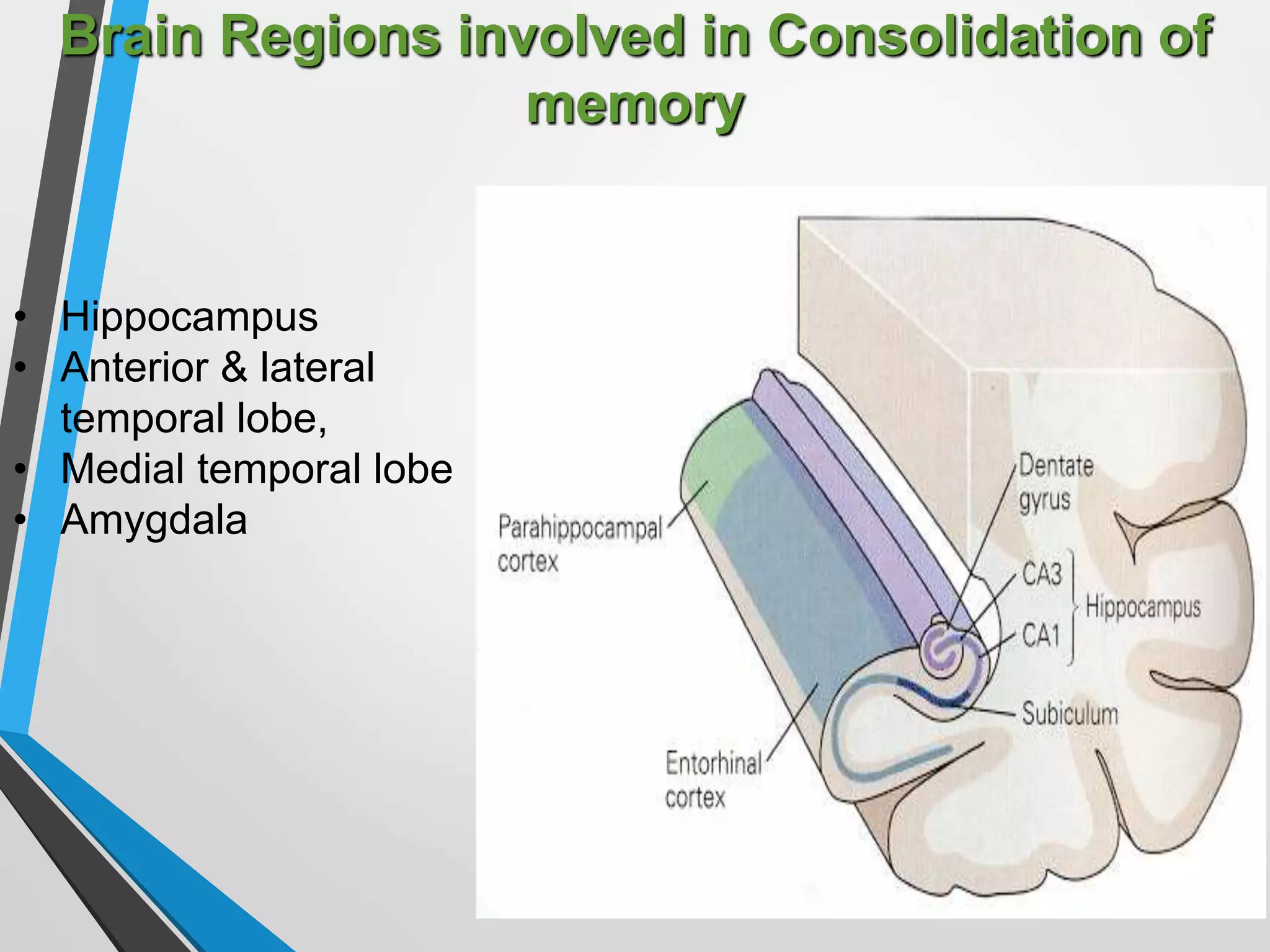 Brain Regions involved in Consolidation of
memory
• Hippocampus
• Anterior & lateral
temporal lobe,
• Medial temporal lobe
• Amygdala
 