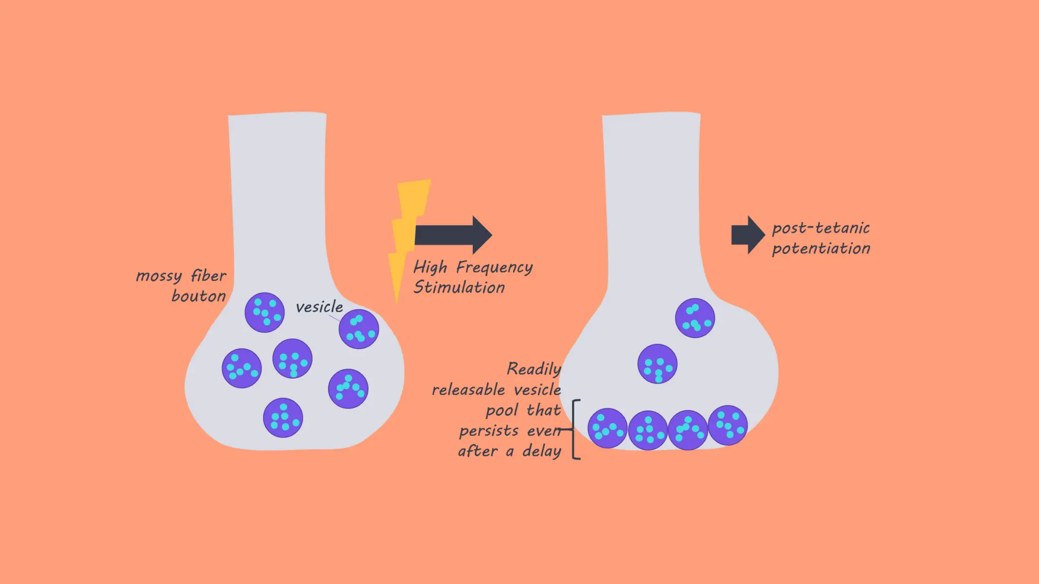 Memory and learning_20240611_202122_0000.pdf
