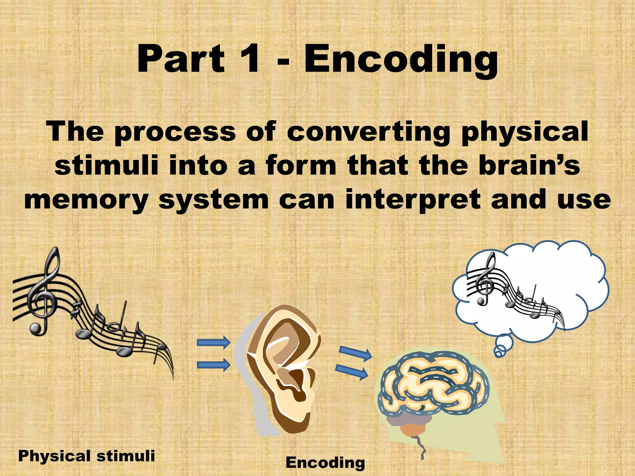 Part 1 - Encoding
 The process of converting physical
 stimuli into a form that the brain’s
memory system can interpret and use




Physical stimuli   Encoding
 
