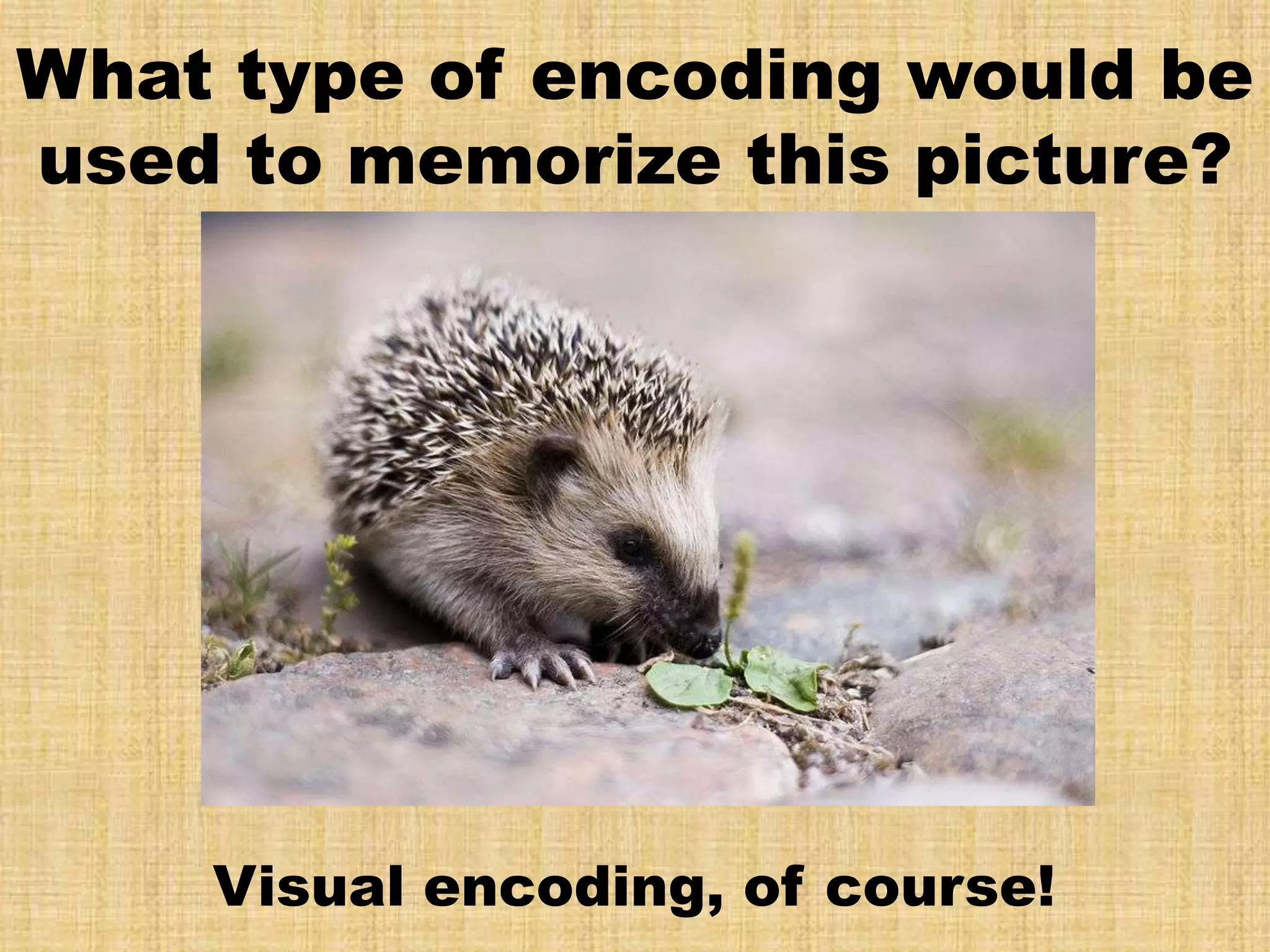 What type of encoding would be
used to memorize this picture?




    Visual encoding, of course!
 