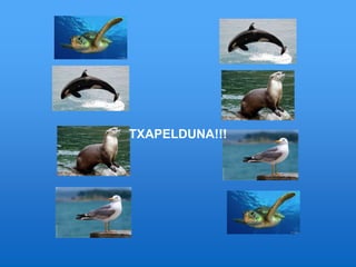 TXAPELDUNA!!!
 