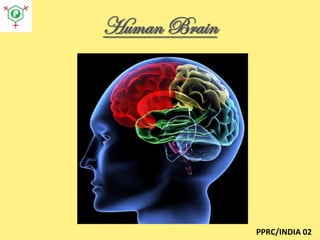 Human Brain

PPRC/INDIA 02

 