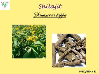 Shilajit

Saussurea lappa

PPRC/INDIA 32

 