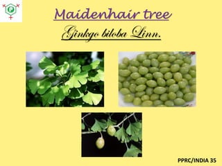 Maidenhair tree

Ginkgo biloba Linn.

PPRC/INDIA 35

 