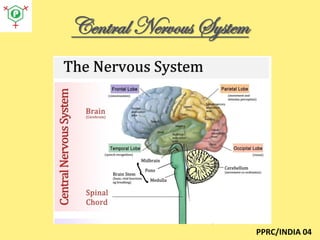 Central Nervous System

PPRC/INDIA 04

 