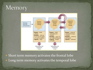  Short term memory activates the frontal lobe
 Long term memory activates the temporal lobe
 