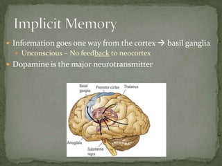  Information goes one way from the cortex  basil ganglia
   Unconscious – No feedback to neocortex
 Dopamine is the major neurotransmitter
 