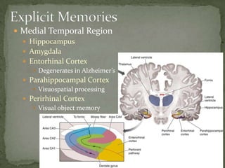  Medial Temporal Region
   Hippocampus
   Amygdala
   Entorhinal Cortex
      Degenerates in Alzheimer’s
   Parahippocampal Cortex
      Visuospatial processing
   Perirhinal Cortex
      Visual object memory
 