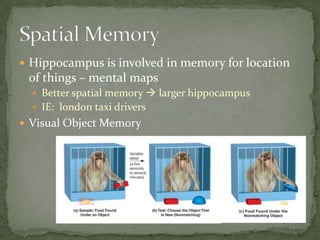  Hippocampus is involved in memory for location
 of things – mental maps
   Better spatial memory  larger hippocampus
   IE: london taxi drivers
 Visual Object Memory
 