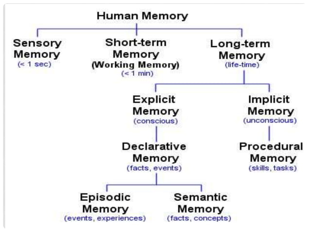 Memory processes | PPT