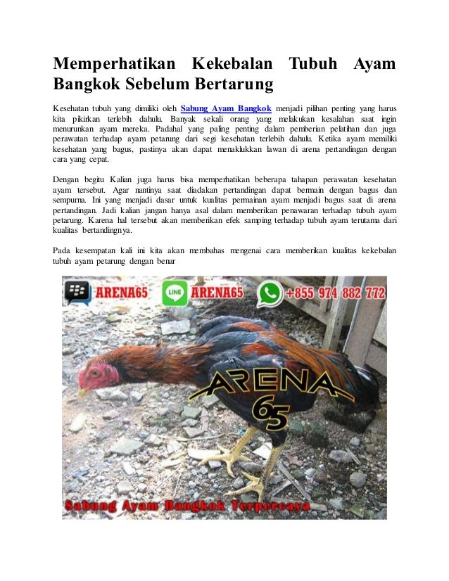 Memperhatikan Kekebalan Tubuh Ayam Bangkok Sebelum Bertarung