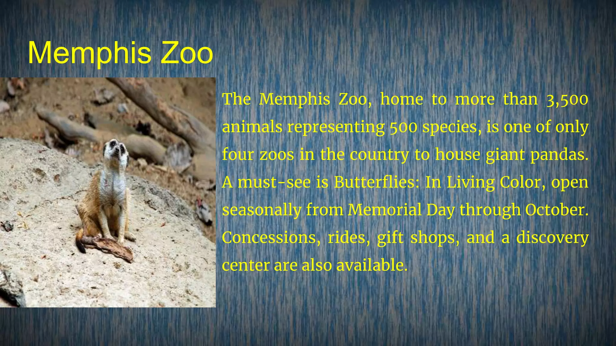 Memphis Zoo
The Memphis Zoo, home to more than 3,500
animals representing 500 species, is one of only
four zoos in the country to house giant pandas.
A must-see is Butterflies: In Living Color, open
seasonally from Memorial Day through October.
Concessions, rides, gift shops, and a discovery
center are also available.
 