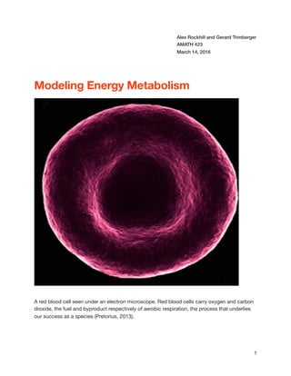 Alex Rockhill and Gerard Trimberger
AMATH 423
March 14, 2016
Modeling Energy Metabolism
A red blood cell seen under an electron microscope. Red blood cells carry oxygen and carbon
dioxide, the fuel and byproduct respectively of aerobic respiration, the process that underlies
our success as a species (Pretorius, 2013). 
1
 