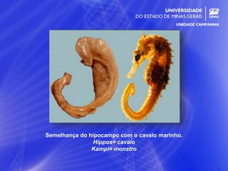 6
Semelhança do hipocampo com o cavalo marinho.
Hippos= cavalo
Kampi= monstro
 