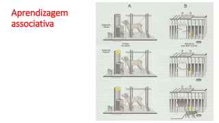 Aprendizagem
associativa
 