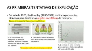 AS PRIMEIRAS TENTATIVAS DE EXPLICAÇÃO
• Década de 1920, Karl Lashley (1890-1958) realiza experimentos
pioneiros para localizar as regiões encefálicas da memória.
Os experimentos de Karl Lashley com seu labirinto.
A. O rato sadio acaba
chegando ao ponto de
término, entrando cada vez
menos nos "becos sem saída"
do labirinto.
B. Cada área colorida representa
uma lesão bilateral no cérebro de
um animal.
C. O número de erros aumenta
proporcionalmente à proporção de
córtex cerebral lesado.
“Concepção antilocalizacionista da memória.”
 