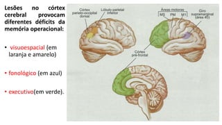Lesões no córtex
cerebral provocam
diferentes déficits da
memória operacional:
• visuoespacial (em
laranja e amarelo)
• fonológico (em azul)
• executivo(em verde).
 