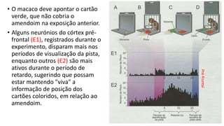 • O macaco deve apontar o cartão
verde, que não cobria o
amendoim na exposição anterior.
• Alguns neurónios do córtex pré-
frontal (E1), registrados durante o
experimento, disparam mais nos
períodos de visualização da pista,
enquanto outros (E2) são mais
ativos durante o período de
retardo, sugerindo que possam
estar mantendo "viva" a
informação de posição dos
cartões coloridos, em relação ao
amendoim.
Pré-frontal
 