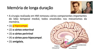 Memória de longa duração
• A cirurgia realizada em HM removeu vários componentes importantes
do lobo temporal medial, todos envolvidos nos mecanismos da
memória.
• (1) o hipocampo
• (2) o córtex entorrinal
• (3) o córtex perirrinal
• (4) o córtex para-hipocampal.
• (5) amígdala,
 