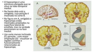 • O hipocampo é uma
estrutura alongada que se
situa no lobo temporal
medial.
• Na frente dele está a
amígdala, cuja posição é
mostrada no corte B.
• Na figura em A, amígdala e
hipocampo estão
mostrados projetados na
superfície lateral do
encéfalo, mas na verdade
posicionam-se na face
medial.
• Um corte menos inclinado
(C) permite - com maior
ampliação (D) - visualizar as
regiões vizinhas e
funcionalmente
relacionadas ao
hipocampo.
 