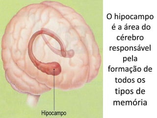 O hipocampo
é a área do
cérebro
responsável
pela
formação de
todos os
tipos de
memória
MEMÓRIA DOS I
 