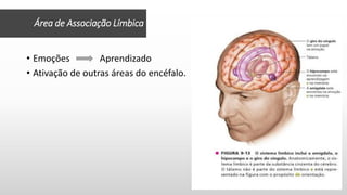 • Emoções Aprendizado
• Ativação de outras áreas do encéfalo.
Área de Associação Límbica
 