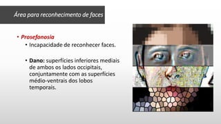 • Prosefonosia
• Incapacidade de reconhecer faces.
• Dano: superfícies inferiores mediais
de ambos os lados occipitais,
conjuntamente com as superfícies
médio-ventrais dos lobos
temporais.
Área para reconhecimento de faces
 