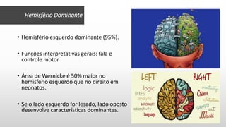 • Hemisfério esquerdo dominante (95%).
• Funções interpretativas gerais: fala e
controle motor.
• Área de Wernicke é 50% maior no
hemisfério esquerdo que no direito em
neonatos.
• Se o lado esquerdo for lesado, lado oposto
desenvolve características dominantes.
Hemisfério Dominante
 