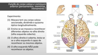 Experimento:
(1) Macaco tem seu corpo caloso
seccionado, dividindo o quiasma
óptico longitudinalmente.
(2) Ensina-se ao macaco a reconhecer
diferentes objetos no olho direito
(olho esquerdo coberto).
(3) O olhos direito é coberto, testa-se
se o olho esquerdo é capaz de
reconhecer os mesmos objetos.
(4) O olho esquerdo NÃO pode
reconhecer os objetos.
Função do corpo caloso e comissura
anterior (pensamentos, memórias,
treinamento )
 
