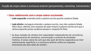 • Caso: adolescente com o corpo caloso seccionado.
• Lado esquerdo: entendia tanto a palavra escrita quanto a palavra falada
• Lado direito: conseguia entender a palavra escrita, mas não a palavra falada.
Além disso, obtinha uma resposta de ação motora á palavra escrita sem que o
córtex esquerdo jamais soubesse porque a resposta foi feita.
• As duas metades do cérebro tem capacidades independentes de consciência,
armazenamento de memórias, comunicação e controle de atividades
motoras. O corpo caloso faz com que elas ajam de forma cooperativa ao nível
subconsciente superficial, e a comissura anterior unifica as respostas
emocionais dos dois lados do cérebro.
Função do corpo caloso e comissura anterior (pensamentos, memórias, treinamento )
 
