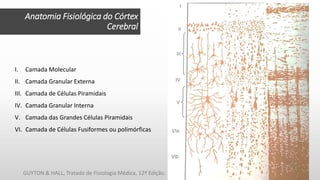Anatomia Fisiológica do Córtex
Cerebral
I. Camada Molecular
II. Camada Granular Externa
III. Camada de Células Piramidais
IV. Camada Granular Interna
V. Camada das Grandes Células Piramidais
VI. Camada de Células Fusiformes ou polimórficas
GUYTON & HALL, Tratado de Fisiologia Médica, 12ª Edição.
 