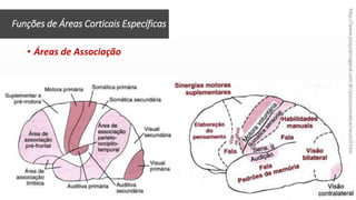 • Áreas de Associação
Funções de Áreas Corticais Específicas
http://www.psiquiatriageral.com.br/psicossomatica/neuro3.htm
 