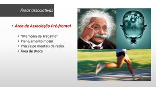 • Área de Associação Pré-frontal
• “Memória de Trabalho”
• Planejamento motor
• Processos mentais da razão
• Área de Broca
Áreas associativas
 