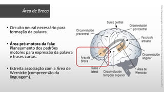 • Circuito neural necessário para
formação da palavra.
• Área pré-motora da fala:
Planejamento dos padrões
motores para expressão da palavra
e frases curtas.
• Estreita associação com a Área de
Wernicke (compreensão da
linguagem).
Área de Broca
http://www.google.com.br/imgres?imgurl=http://www.elementos.buap.mx/num91/
 