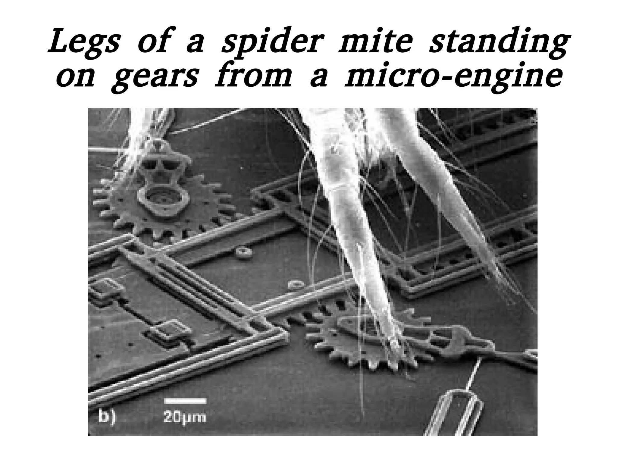 Legs of a spider mite standing
on gears from a micro-engine
 