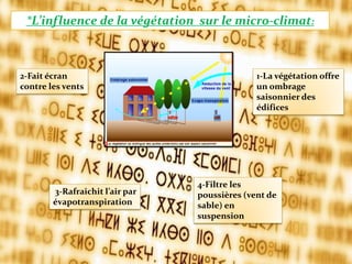 1-La végétation offre
un ombrage
saisonnier des
édifices
*L’influence de la végétation sur le micro-climat:
2-Fait écran
contre les vents
3-Rafraichit l’air par
évapotranspiration
4-Filtre les
poussières (vent de
sable) en
suspension
 